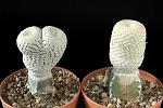 Euphorbia piscidermis Cm.7 e 5 € 36,00 cad.